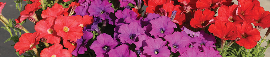 Petunia Hybrida Miniflora