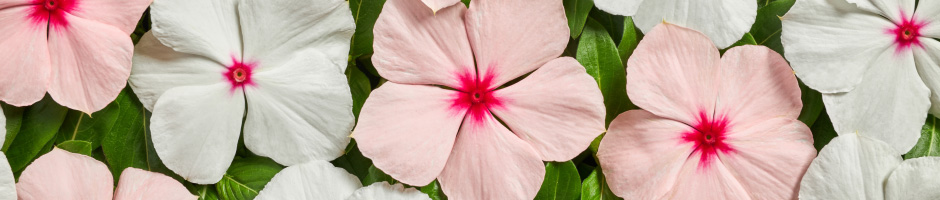 Catharanthus