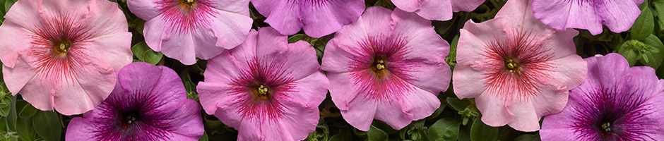 Petunia Eyelash