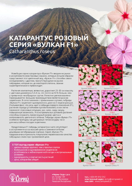 Vinca Volcano RUS