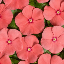 Catharanthus roseus