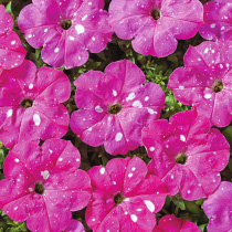 Petunia hybrida multiflora