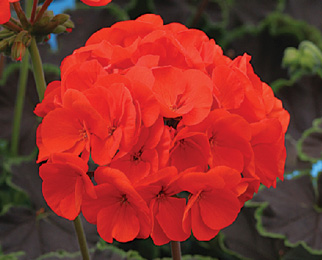 Pelargonium Hortorum