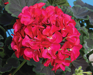 Pelargonium Hortorum