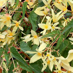 Begonia boliviensis Copacabana Orange