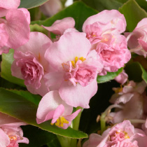 Begonia semperflorens FloweBall