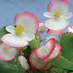 Begonia semperflorens