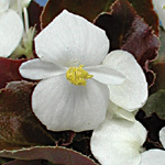 Begonia semperflorens