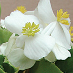 Begonia semperflorens