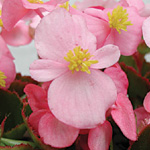 Begonia semperflorens