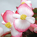 Begonia semperflorens