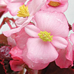 Begonia semperflorens