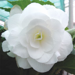 Begonia tuberhybrida gigantea fl. pl.