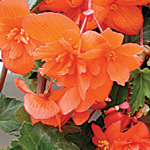 Begonia tuberhybrida pendula multiflora fl. pl.