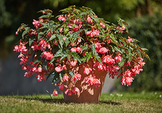 Begonia pendula