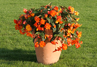 Begonia pendula