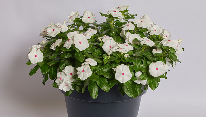 Catharanthus Roseus Vinca