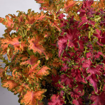 Coleus Blumei Colocha