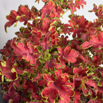 Coleus Blumei Colocha Rose