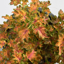 Coleus Blumei Colocha