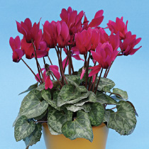 Cyclamen persicum polypetallum - mini