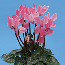 Cyclamen persicum polypetallum - mini