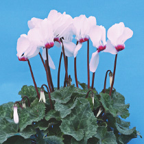 Cyclamen persicum polypetallum