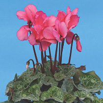 Cyclamen persicum