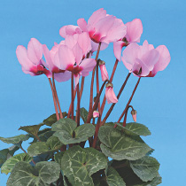 Cyclamen persicum