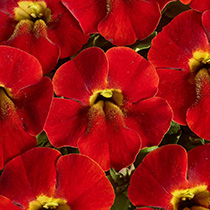 mimulus-hybrida