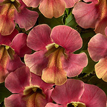 Mimulus hybrida