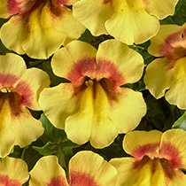 Mimulus hybrida