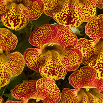 Mimulus hybrida