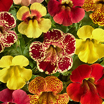 Mimulus hybrida