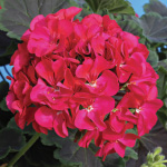 Pelargonium zonale