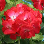 Pelargonium zonale