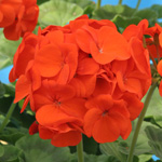 Pelargonium zonale