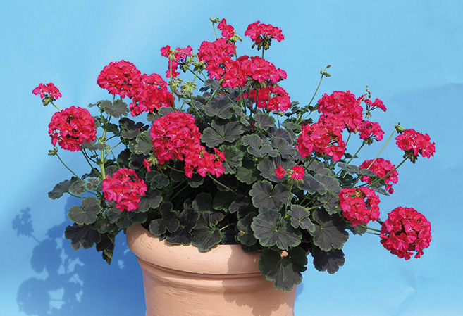 Pelargonium Zonale