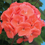 Pelargonium zonale