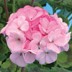 Pelargonium zonale