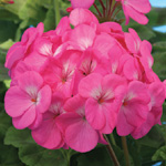 Pelargonium zonale