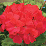 Pelargonium zonale