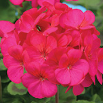 Pelargonium zonale