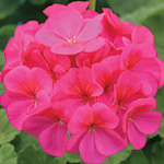 Pelargonium zonale