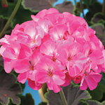 Pelargonium zonale