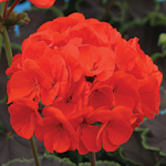 Pelargonium zonale