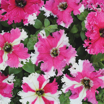 Petunia hybrida grandiflora fimbriata nana