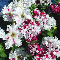 Petunia hybrida grandiflora fimbriata nana