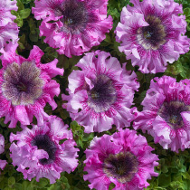 Petunia hybrida grandiflora superbissima nana