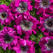 Petunia hybrida grandiflora superbissima nana